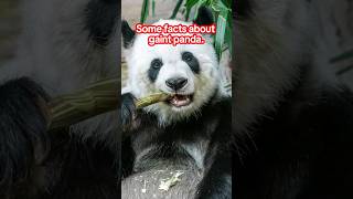 Some facts about gaint panda shortvideo wildlife wildanimal panda nature shortsviral [upl. by Yalahs29]