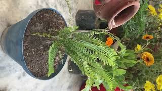 How to grow Boston FERN Air purifier plant Care and fertiliser [upl. by Eednarb]