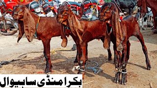 Bakra Mandi sahiwal update mashallah Mandi mein bahut khubsurat chhote bakre Zafar Bakra TV [upl. by Elli]