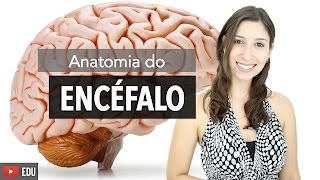 Sistema Nervoso 26 Anatomia do Encéfalo e Estruturas de Proteção  Anatomia e etc [upl. by Mettah]