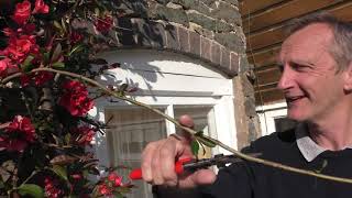 How to prune a Chaenomeles flowering quince [upl. by Inalial85]