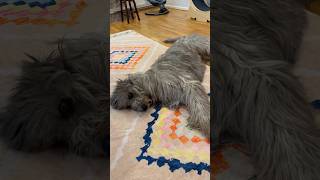 Crazy Wolfhound 😱 irishwolfhound [upl. by Tremain173]