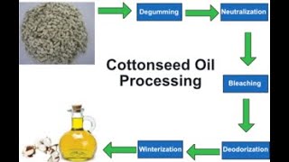 How Cotton Seed Oil is Manufactured in Factories  Expression Method  Complete Process With Diagram [upl. by Chyou]