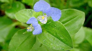 Herbal Plant  Secret Health Benefits of Commelina Benghalensis [upl. by Esbensen62]