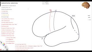 Lecture 2 Cerebral Cortex Lateral view 1 [upl. by Thatcher]