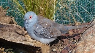 La Colombe diamant ou Géopélie diamant [upl. by Anelim]