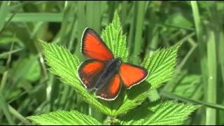 Lycaena hippothoe LINNAEUS 1761 LilagoldFeuerfalter  Kleiner Ampferfeuerfalter [upl. by Faubion]