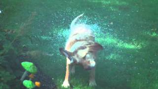 dog shaking in super slow motion [upl. by Ronen]