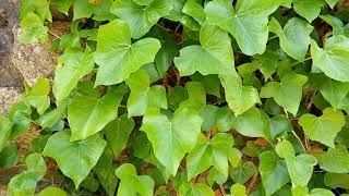 The Magic of Irish Ivy on Cornwalls Coastal Trails [upl. by Eadmund267]