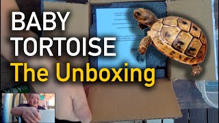 Baby Tortoise  The Unboxing [upl. by Havener]