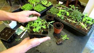 Three Minute Garden Tips Growing Sage Indoors from Seeds to Transplants The Rusted Garden 2013 [upl. by Sauveur]