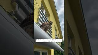 This family nurtured a kestrel outside their window and then this happened animalshorts [upl. by Anihsat]