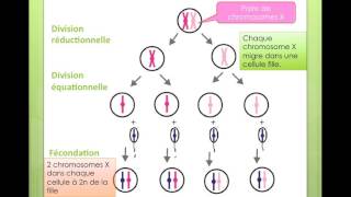 explication origine turner [upl. by Lihas]