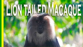 Lion Tailed Macaque  Silent valley national Park  Anamalai Tiger reserve [upl. by Marylin]