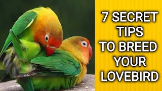 Lovebird breeding  Breeding cage breeding box and love bird breeding tips [upl. by Salesin982]