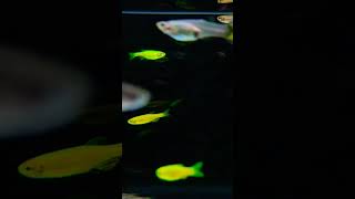 Zebrafish  Best Zebra Danio Tank Mates aquarium fish fishtank ahmedabad [upl. by Akira838]