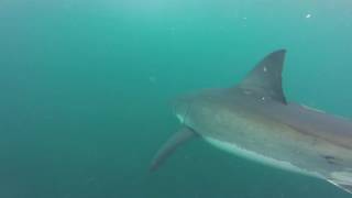 Great White Shark  Video Credit Jack Williams 2017 [upl. by Ssew506]