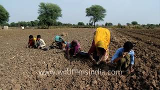 Garlic plantation in Rajasthan India [upl. by Nataline]