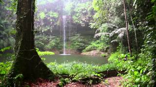 Natur Meditation  Regenwald Sounds und Regen [upl. by Andres962]