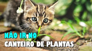 8 DICAS para o GATO NÃO ir nas plantas canteiros vasos  Gatil Hauser [upl. by Rizika]