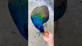 Peacock best food shortvideo peacock peacockbeauty peacocking bangla [upl. by Ennoved943]