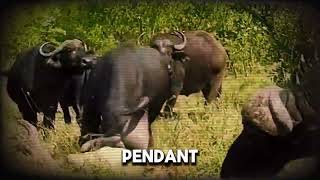 Documentaire des animaux [upl. by Arakihc]