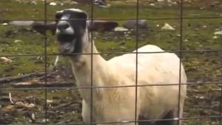 Taylor Swift  Trouble Goat Version FULL SONG [upl. by Dinse]