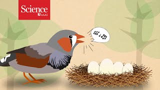 Zebra finch parents tell eggs Its hot outside [upl. by Cleave]