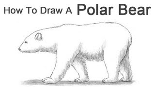 How to Draw a Polar Bear [upl. by Corina]