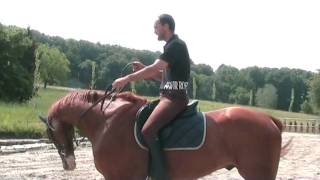 Equitazione Classica Dressage  Francesco Vedani  La messa in mano [upl. by Ahsie]