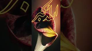 durood o Salam [upl. by Kyd8]