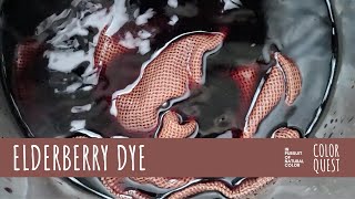 HOW TO MAKE NATURAL DYE WITH ELDERBERRY  ORGANIC COLOR  MAUVE BEIGE GREEN NEUTRAL  PH COLOR SHIFT [upl. by Eadnus]