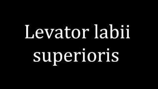 How to pronounce Levator labii superioris [upl. by Ynoffit365]