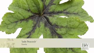 Proven Winners® Gardener Channel Jade Peacock’ Tiarella [upl. by Gaudet]