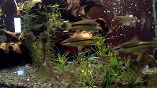 Roseline Shark  Torpedo  Denison Barb Neon Tetra Feeding Frenzy 65 Gallon Community Tank [upl. by Acinomal]