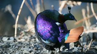 Himalayan monal  beautiful bird  Impeyan monal  Impeyan pheasant  most beautiful bird in world [upl. by Darcey]