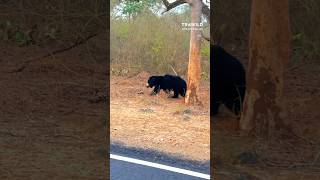 Sloth bear spotted in Masinagudi  Masinagudi tourist places  Mudumalai tiger reserve shorts [upl. by Hanavas837]