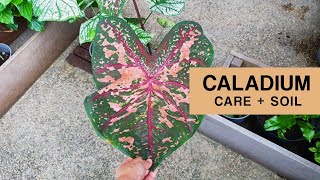 MY CALADIUM PLANTS  Caladium hunting Mix your own caladium soil and care tips [upl. by Danuloff]