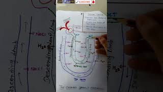 Counter current mechanism biology shortvideo shorts youtubeshorts [upl. by Allesor]