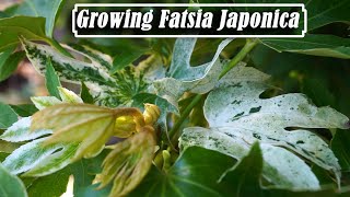 Growing Fatsia Japonica Indoors and Out  Cold Hardy Tropical Plant Dupe [upl. by Devi544]