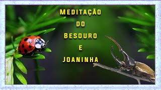 Meditação do Besouro [upl. by Kristoforo]