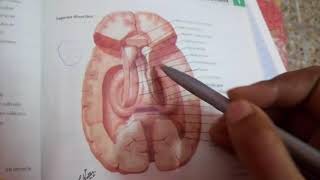 LIMBIC SYSTEM easy explanation part 1 [upl. by Edylc]