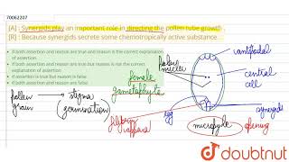 A  Synergids play an important role in directing the pollen tube growth  R  Because [upl. by Naj]
