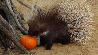 African crested porcupines and pumpkins [upl. by Esened527]