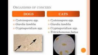 Diagnosis and Treatment of Protozoal Infections in Shelters  conference recording [upl. by Nnairol]