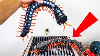 Giant Centipedes Shredded Centipede Brothers Destroyed [upl. by Odama701]