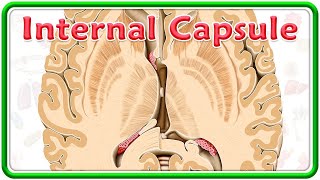 Internal Capsule Gross Anatomy Animation  Divisions Functions and Clinical anatomy  USMLE Step 1 [upl. by Neelrahs]