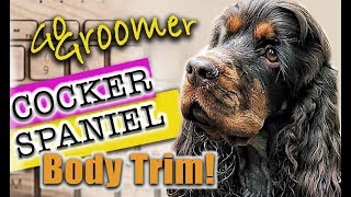 Grooming a Cocker SpanielBreed Standard Trim [upl. by Orodoet456]