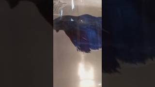 Siamese fighting fish Fighter Fish Life  fish pets [upl. by Rettuc]