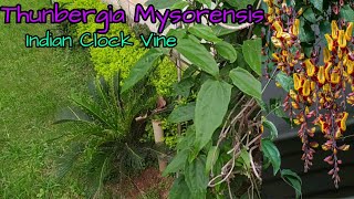 Thunbergia mysorensis Indian Clock Vine propagation with Village garden Overview [upl. by Notyad]